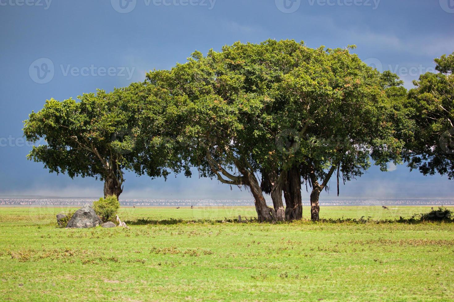 träd på savannen. ngorongoro, tanzania, afrika foto