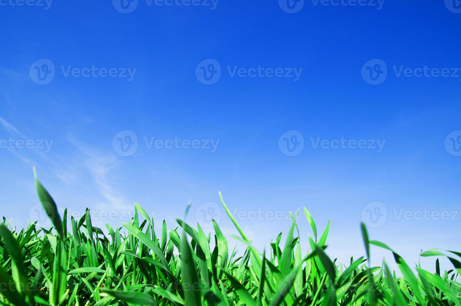 gräs och blå himmel foto