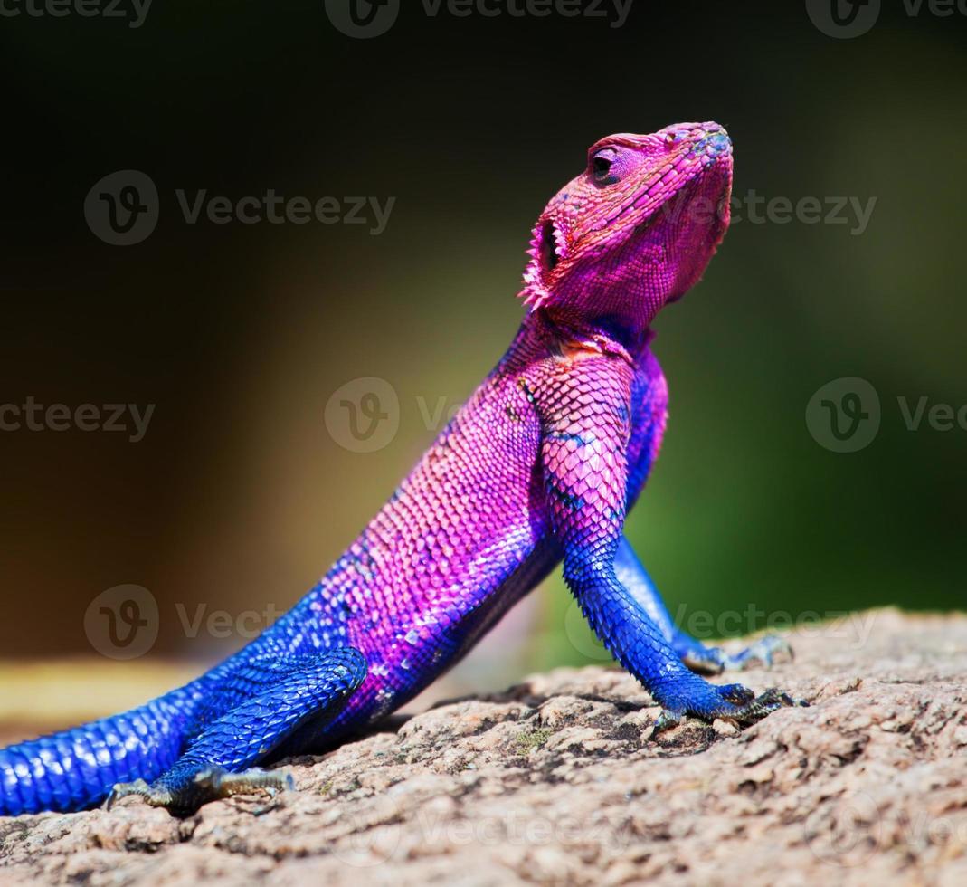 den mwanza platthövdade agama. serengeti, tanzania foto