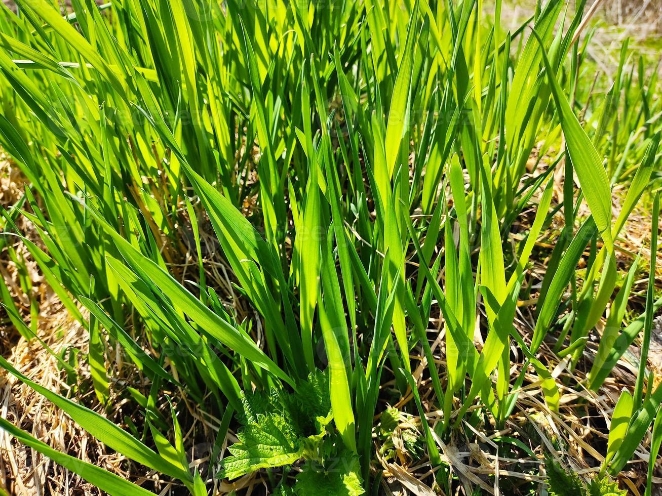 saftigt grönt gräs, i soligt väder. vårens första greener. foto