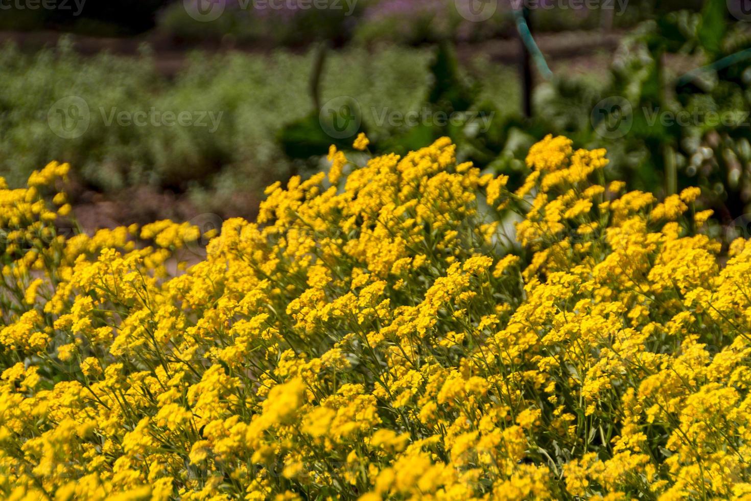 vårblommor i trädgården foto