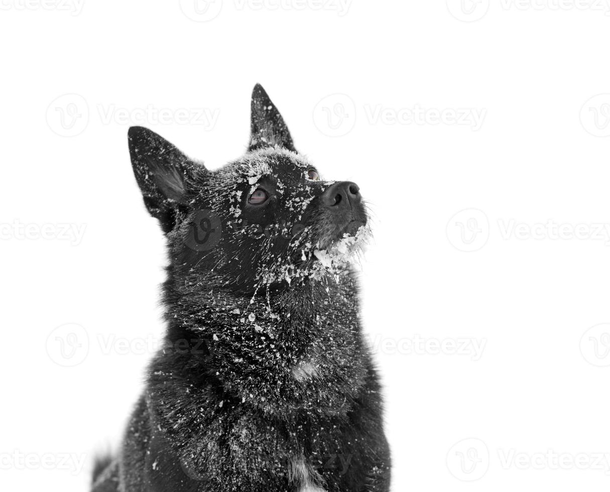 svart hund på vintern foto