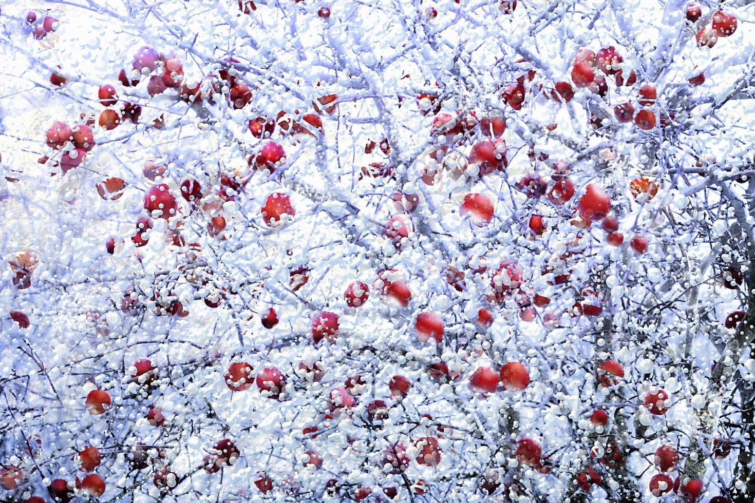 frostade röda äpplen på vintern foto