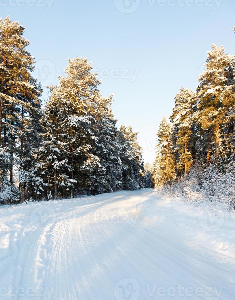 vinter och träd i snö foto