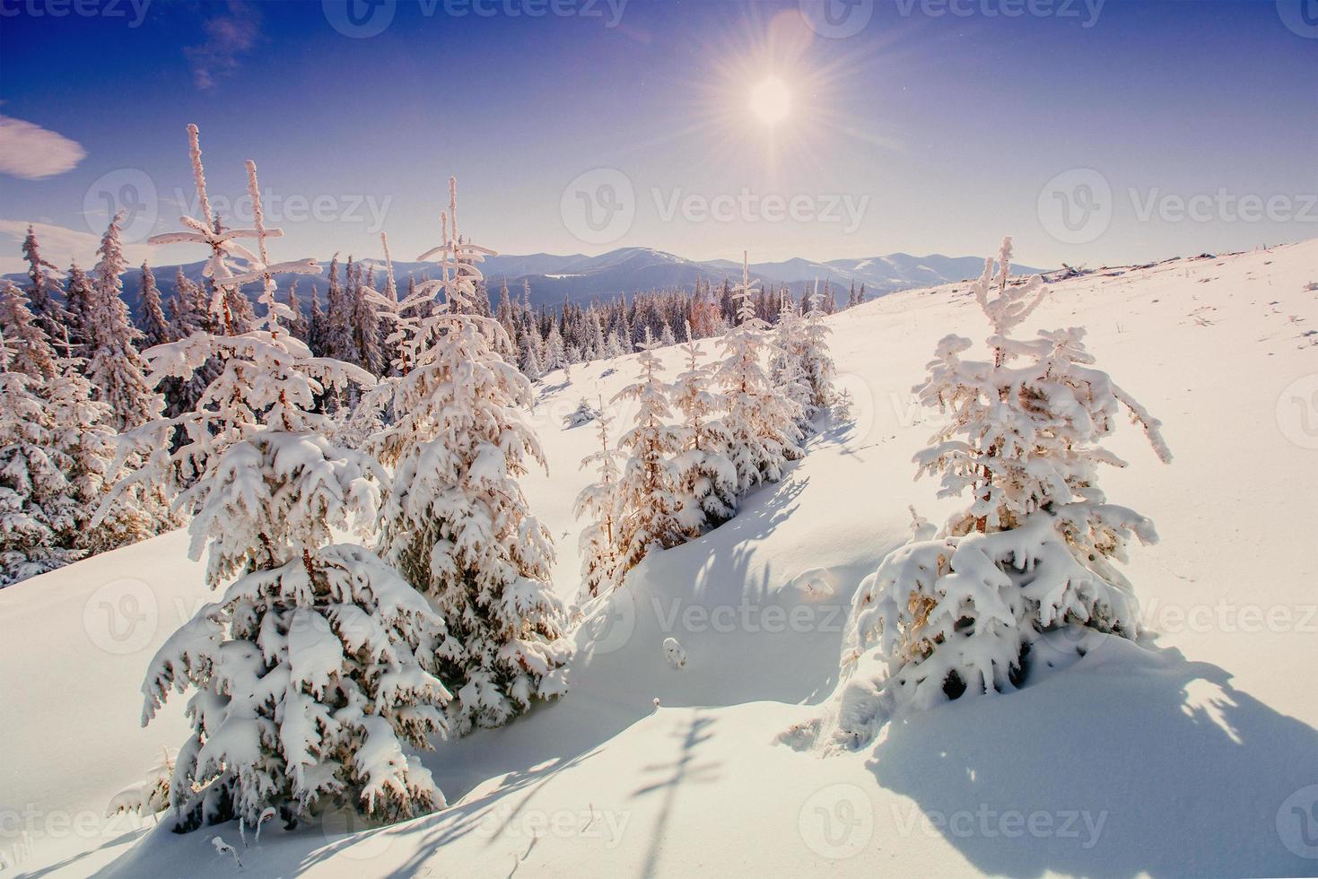 magisk vinter snö täckt träd foto