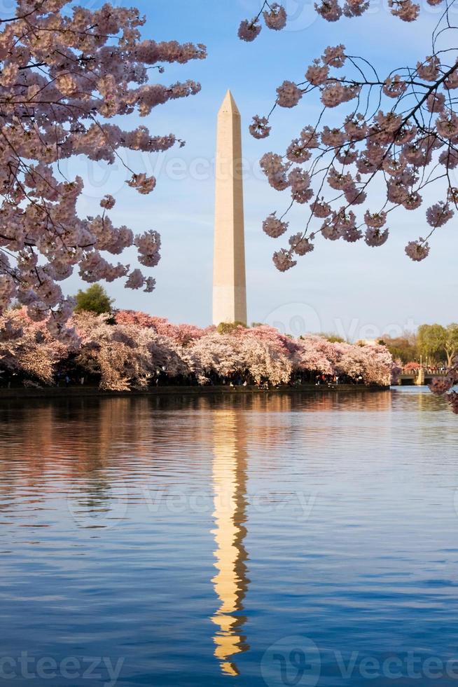 Washington monument omgiven av körsbärsblomning foto