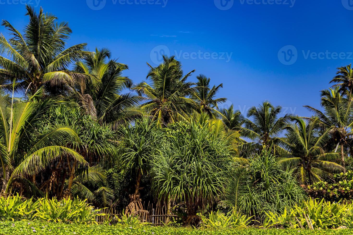 palmer under den blå himlen foto