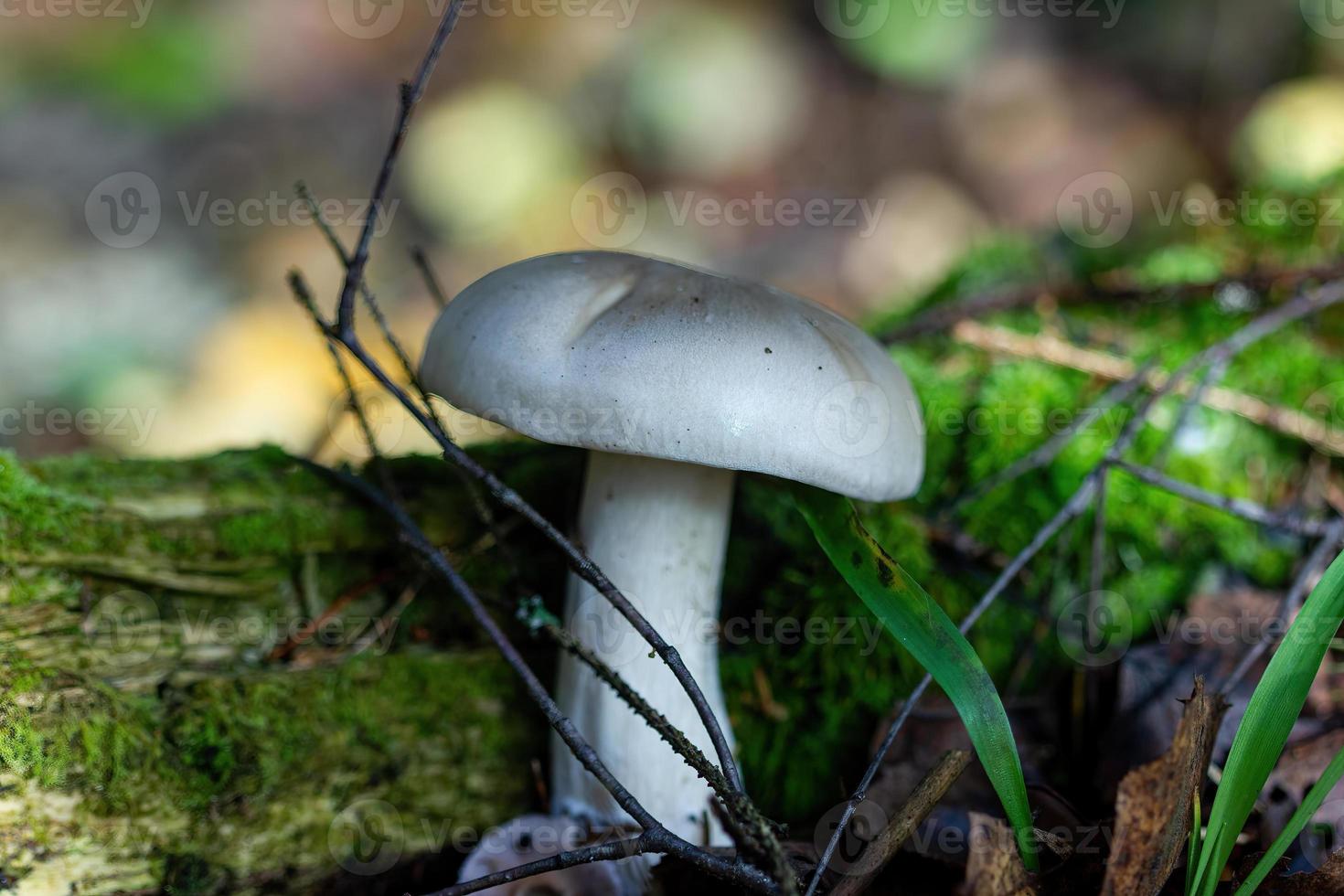 boletus svamp i skogen närbild foto