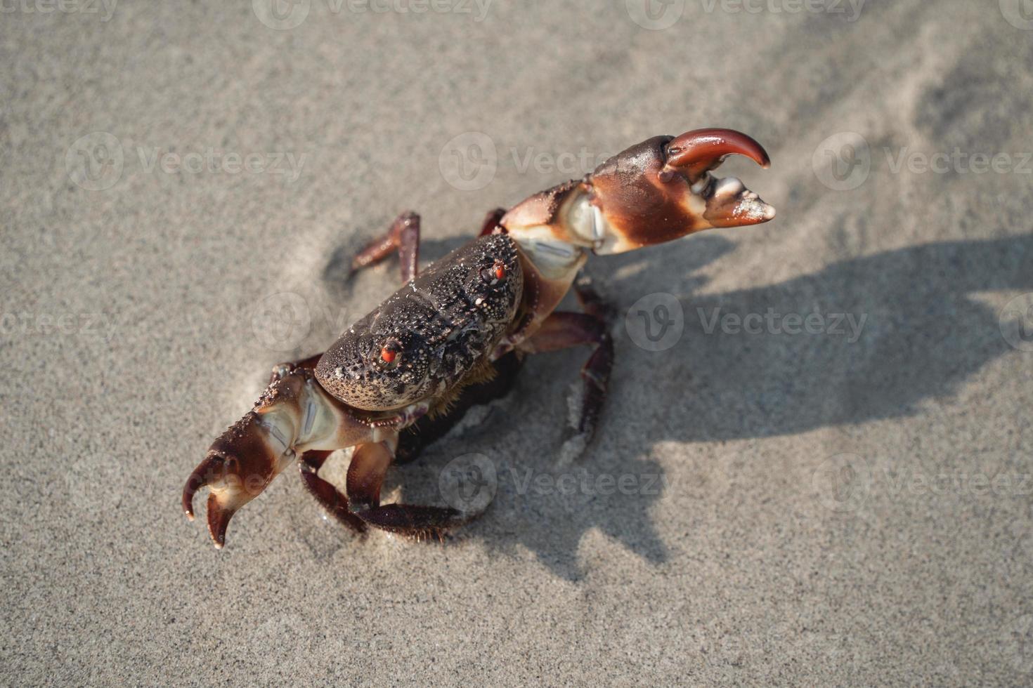 krabba som går på vit sandstrand går ut i havet, på stranden, vid havet, på morgonen, krabbalivet lever på sandstranden. foto