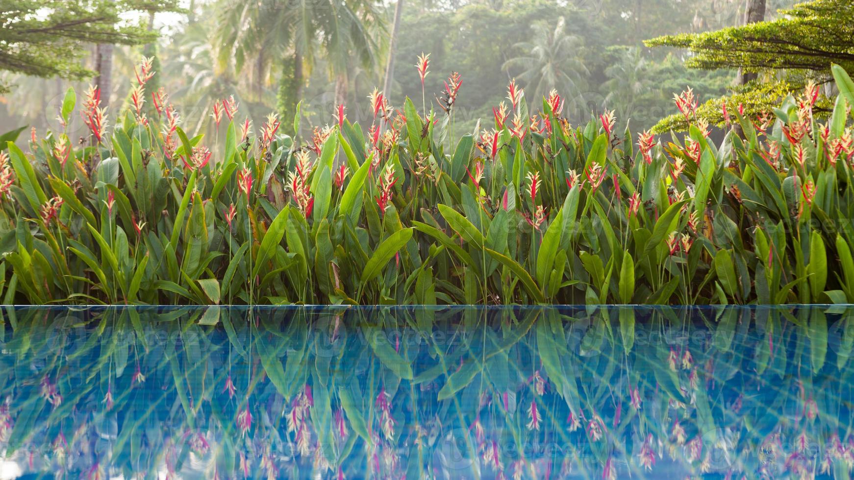 pool bredvid en tropisk trädgård foto
