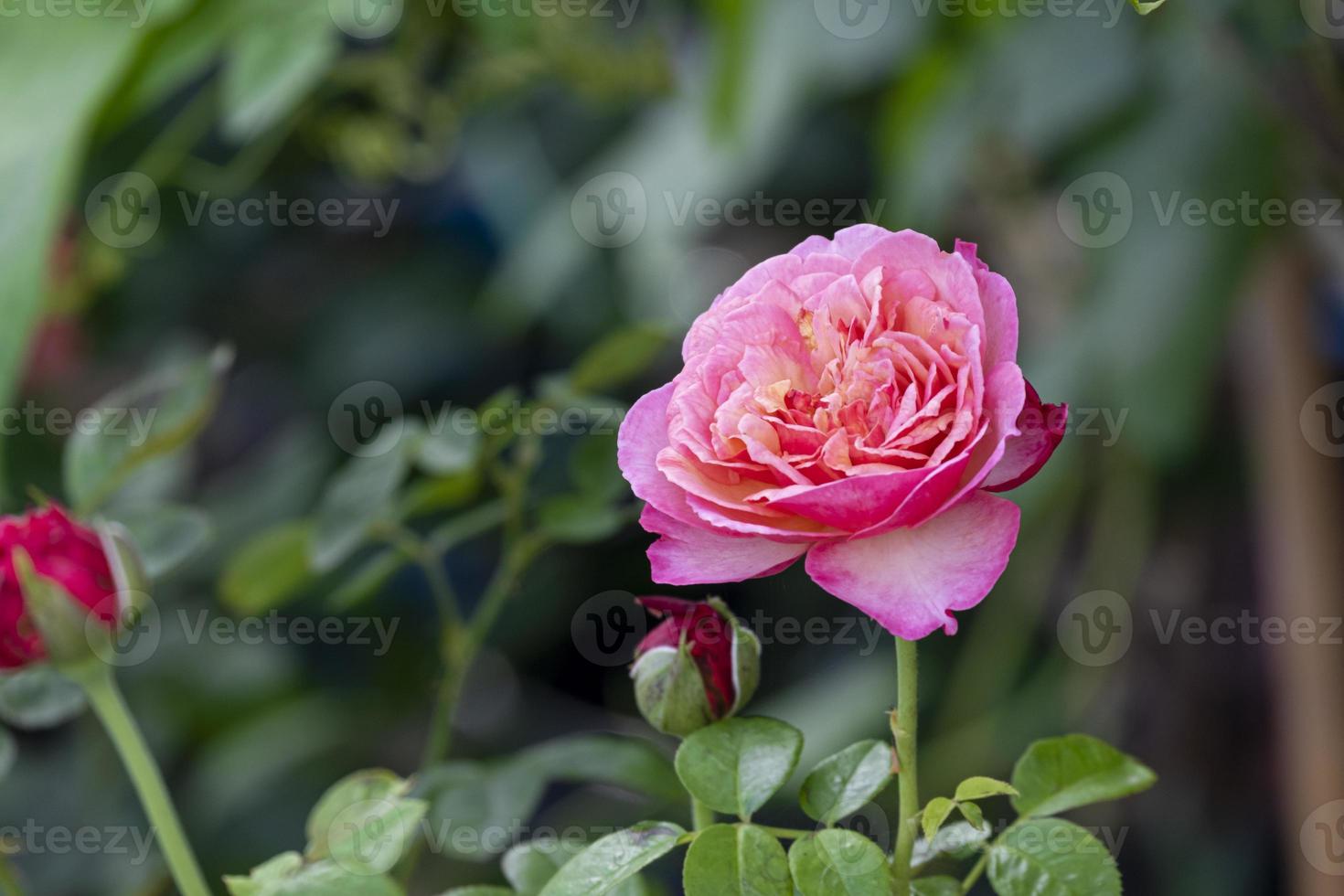 skönhet mjuk rosa ros multi kronblad abstrakt form med gröna blad i botanik trädgård. symbol för kärlek i alla hjärtans dag. mjuk doftande aromflora. foto