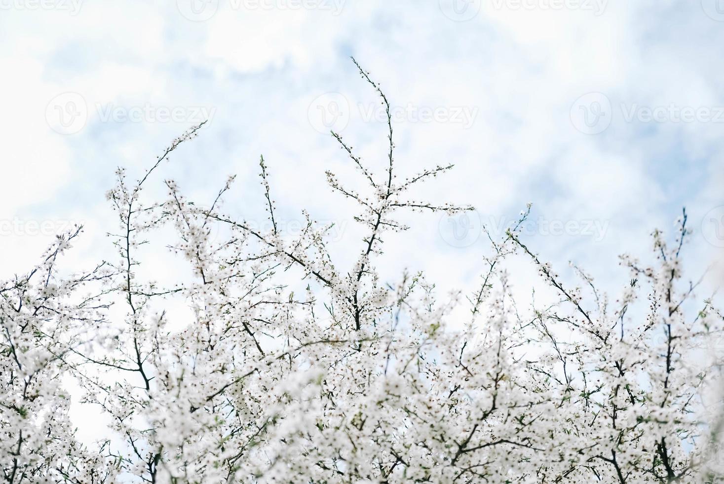 blommande träd med vita blommor i trädgården på himmel bakgrund foto