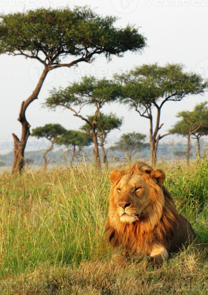 lejon - savanne, masai mara nationalreservat, kenya foto