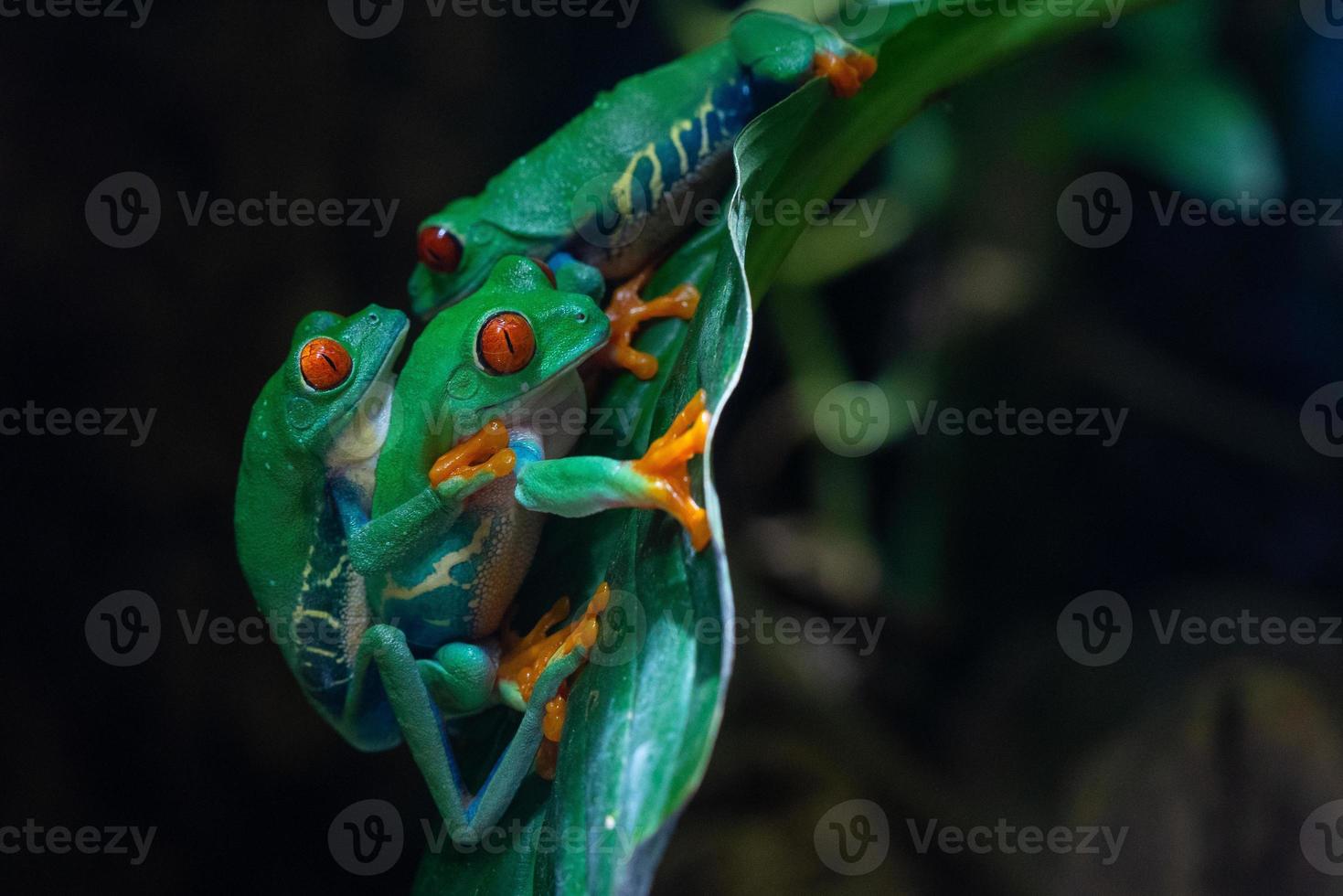 rödögd lövgroda, agalychnis callidryas foto