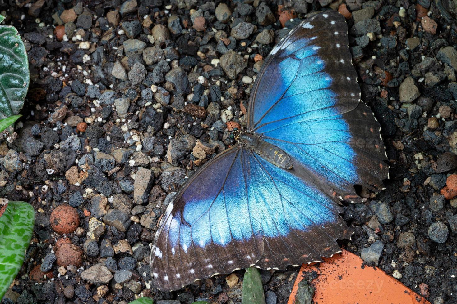 blå morpho fjäril, morpho peleides foto