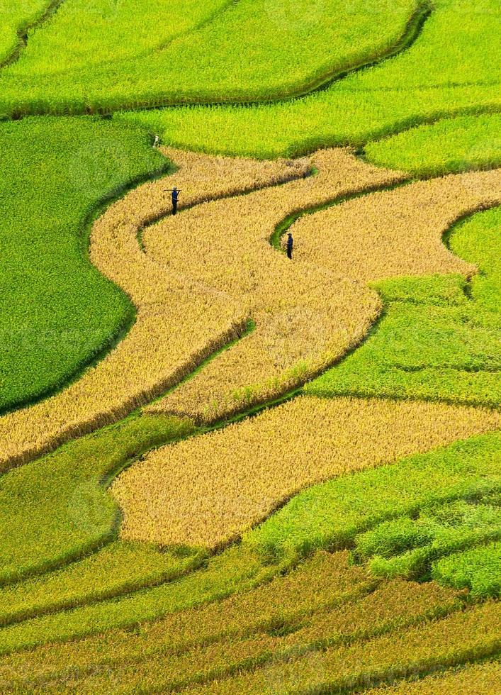 risfält på terrasserad av mu cang chai, yenbai, Vietnam. foto