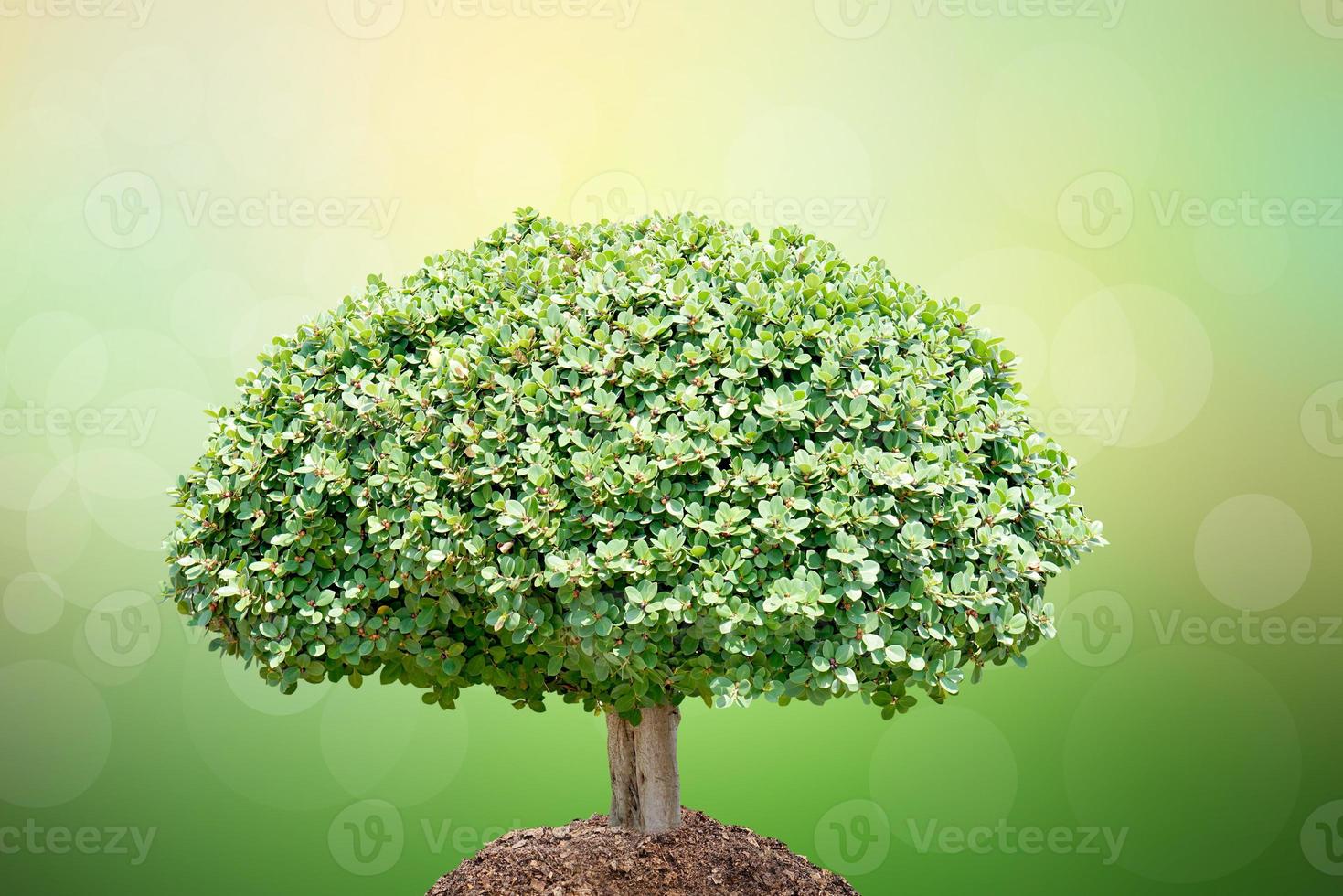 vi älskar idéernas värld. litet träd natur oskärpa background.world miljö dag. foto