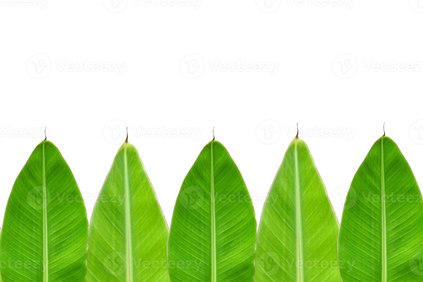 bananblad på en vit bakgrund foto