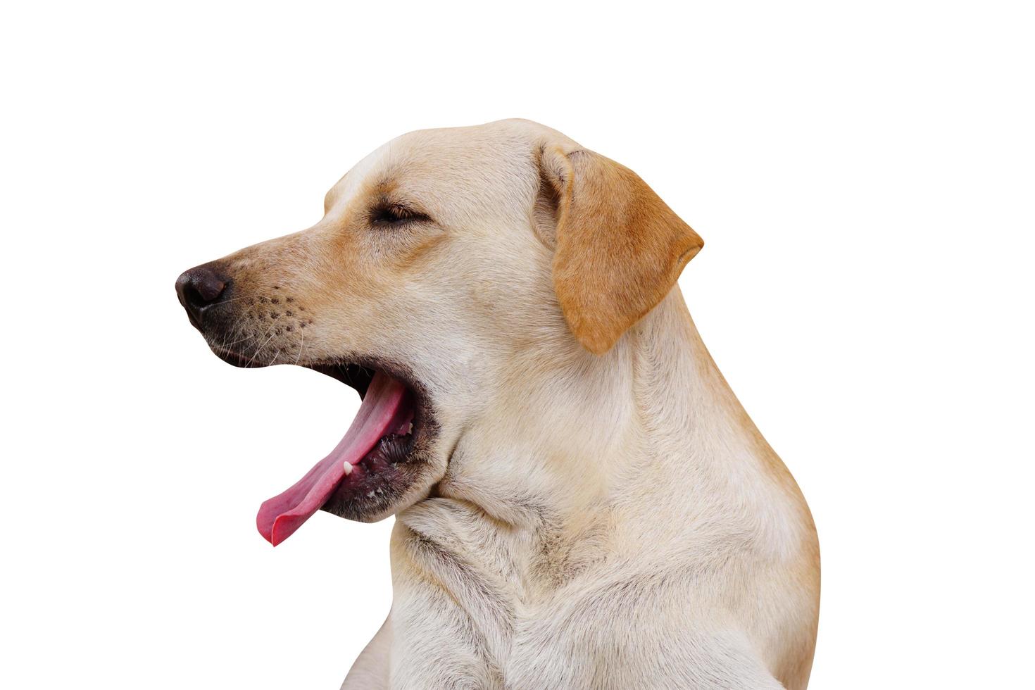 brun hund på en vit bakgrund foto