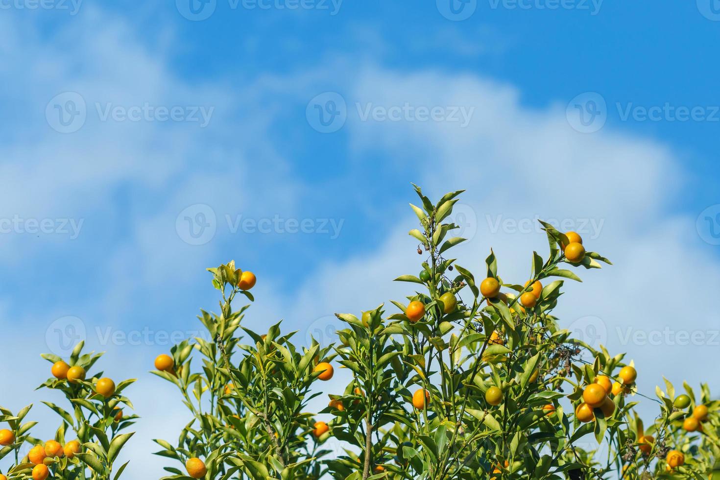 apelsiner hängande träd med moln och blå himmel. foto