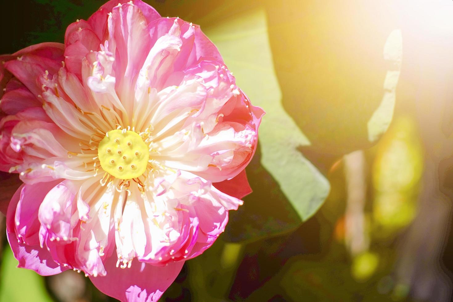 näckros blomma i fontän damm vacker i grön natur bakgrund foto