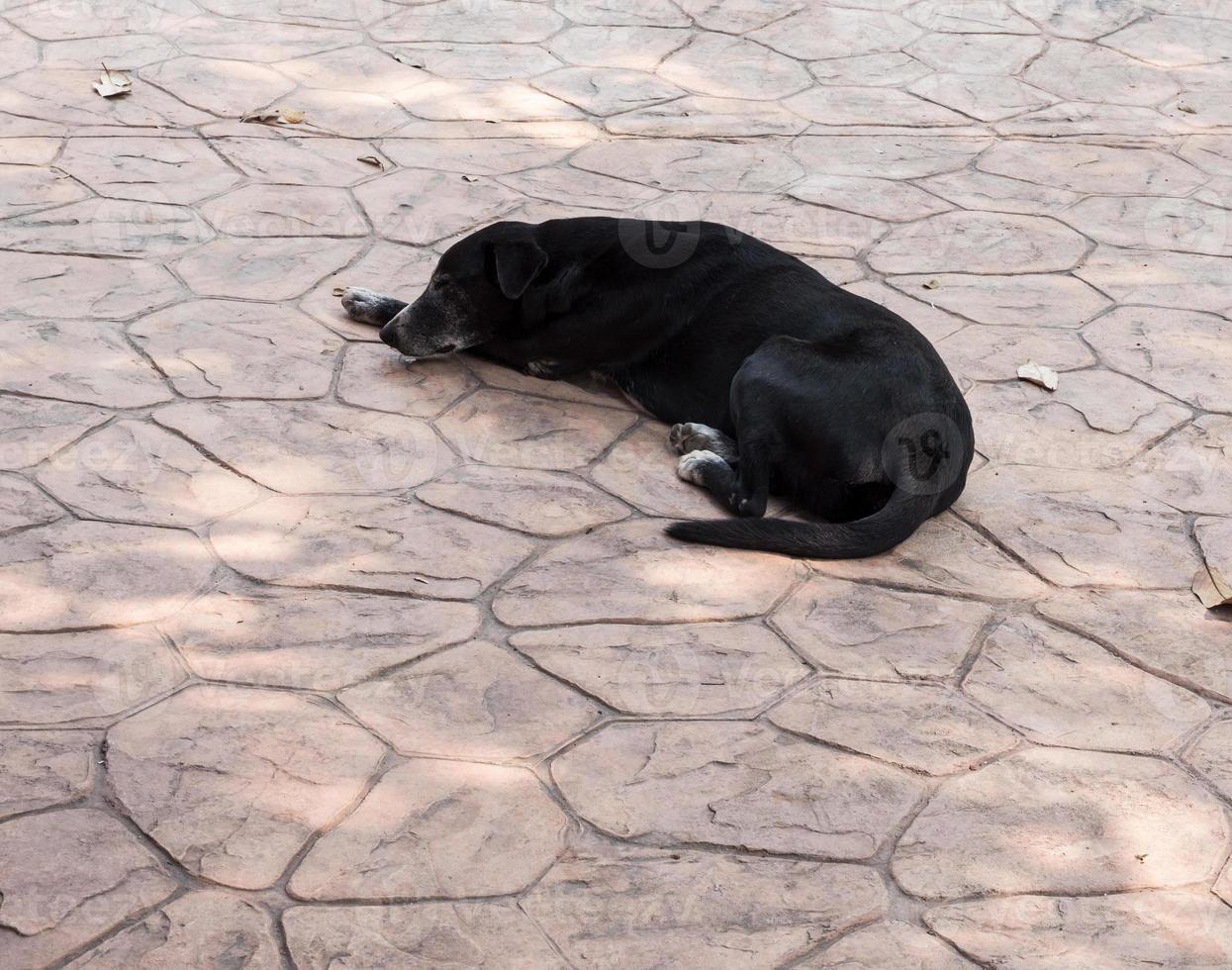 svart sjuk hund sover på betonggolvet. foto