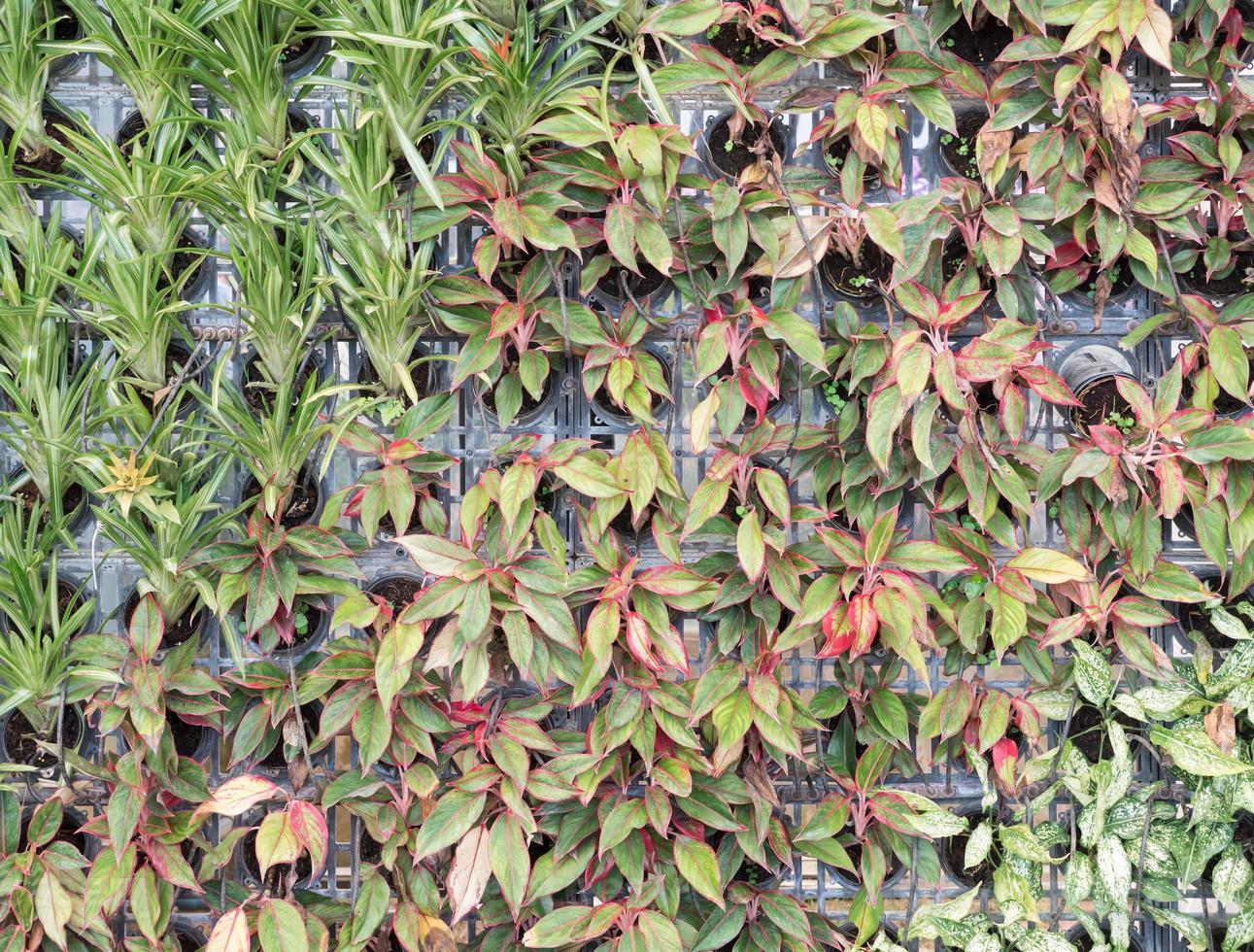 färgglada prydnadsväxter på den vertikala trädgården. foto