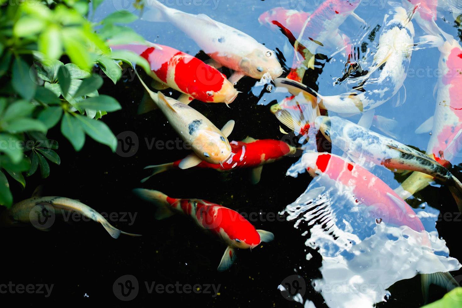 akvariefärgade fiskar i mörkt djupblått vatten foto