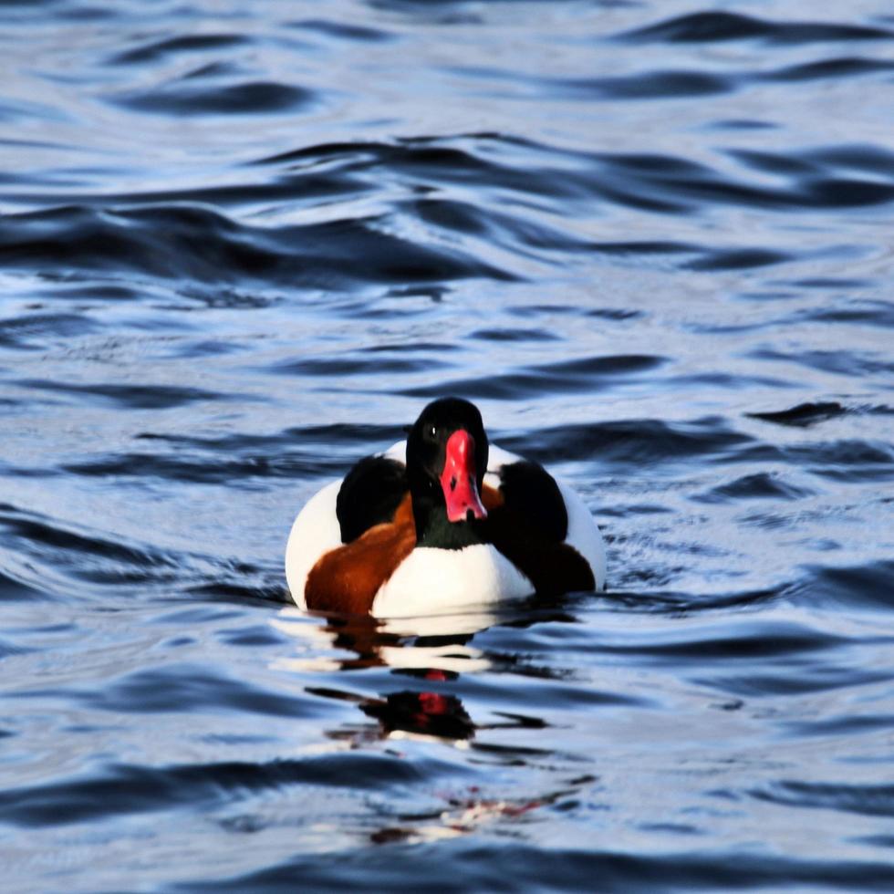 en närbild av en shelduck foto