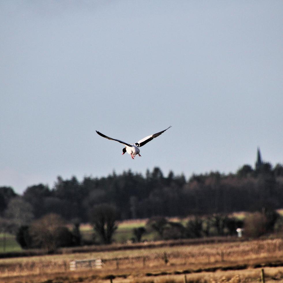 en närbild av en shelduck foto