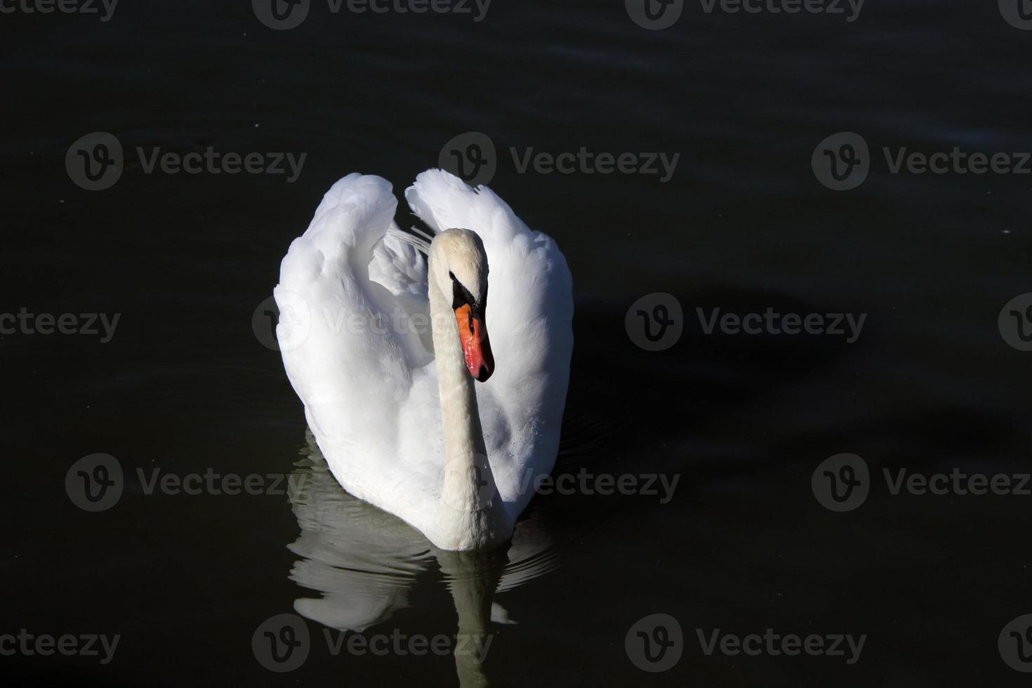 en närbild av en knölsvan foto