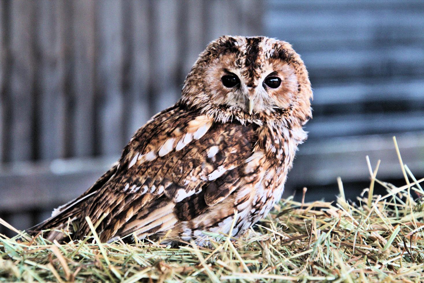 en närbild av en tawny owl foto