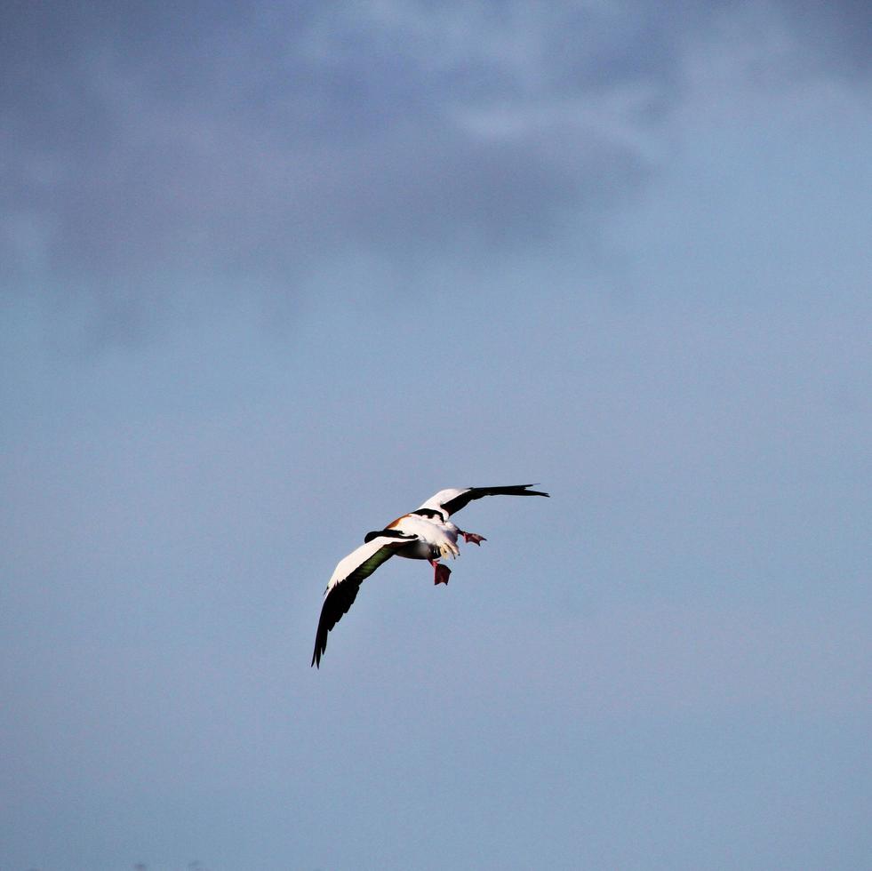 en närbild av en shelduck foto