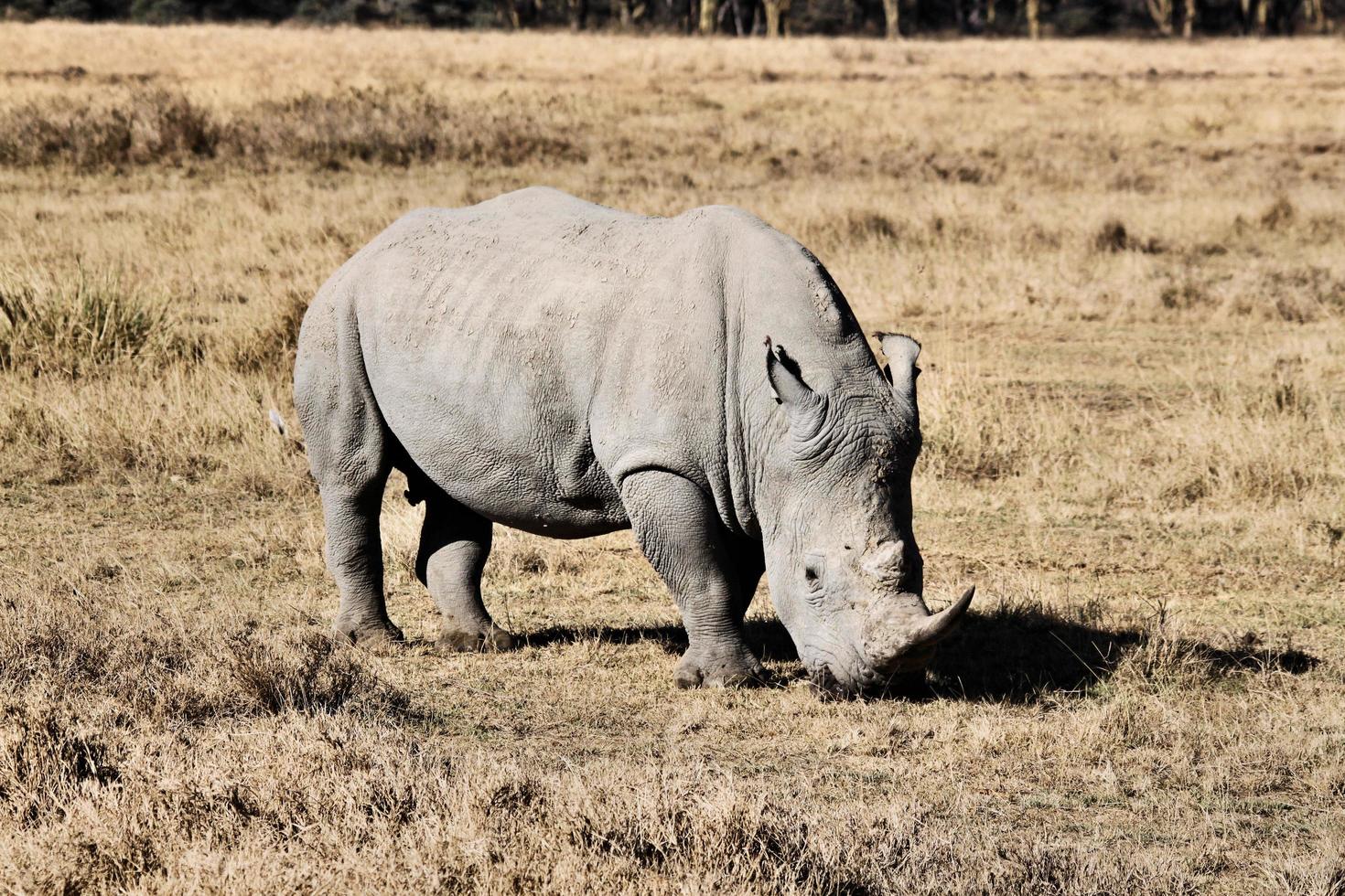 en närbild av en noshörning foto