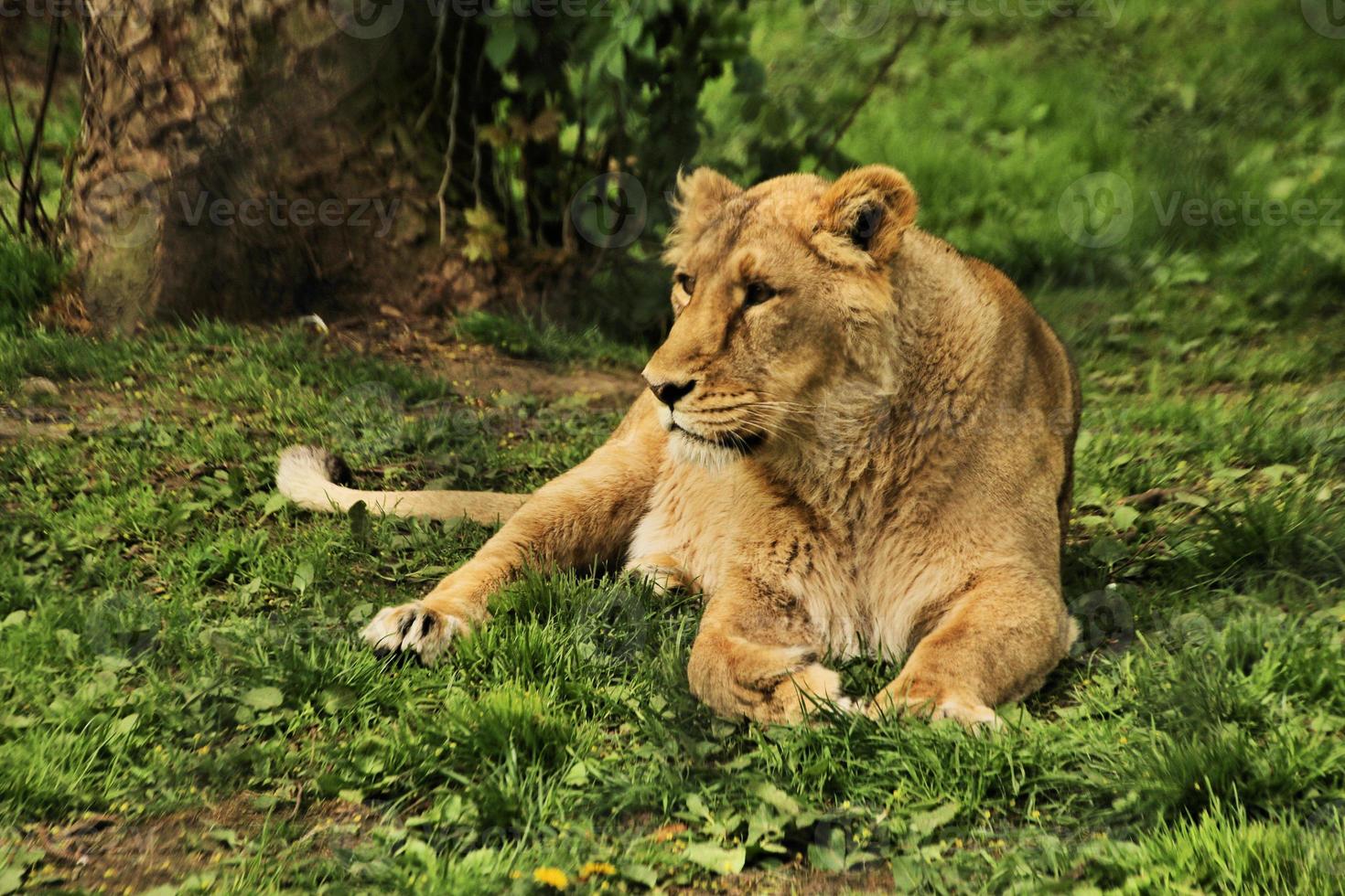 en närbild av ett afrikanskt lejon foto