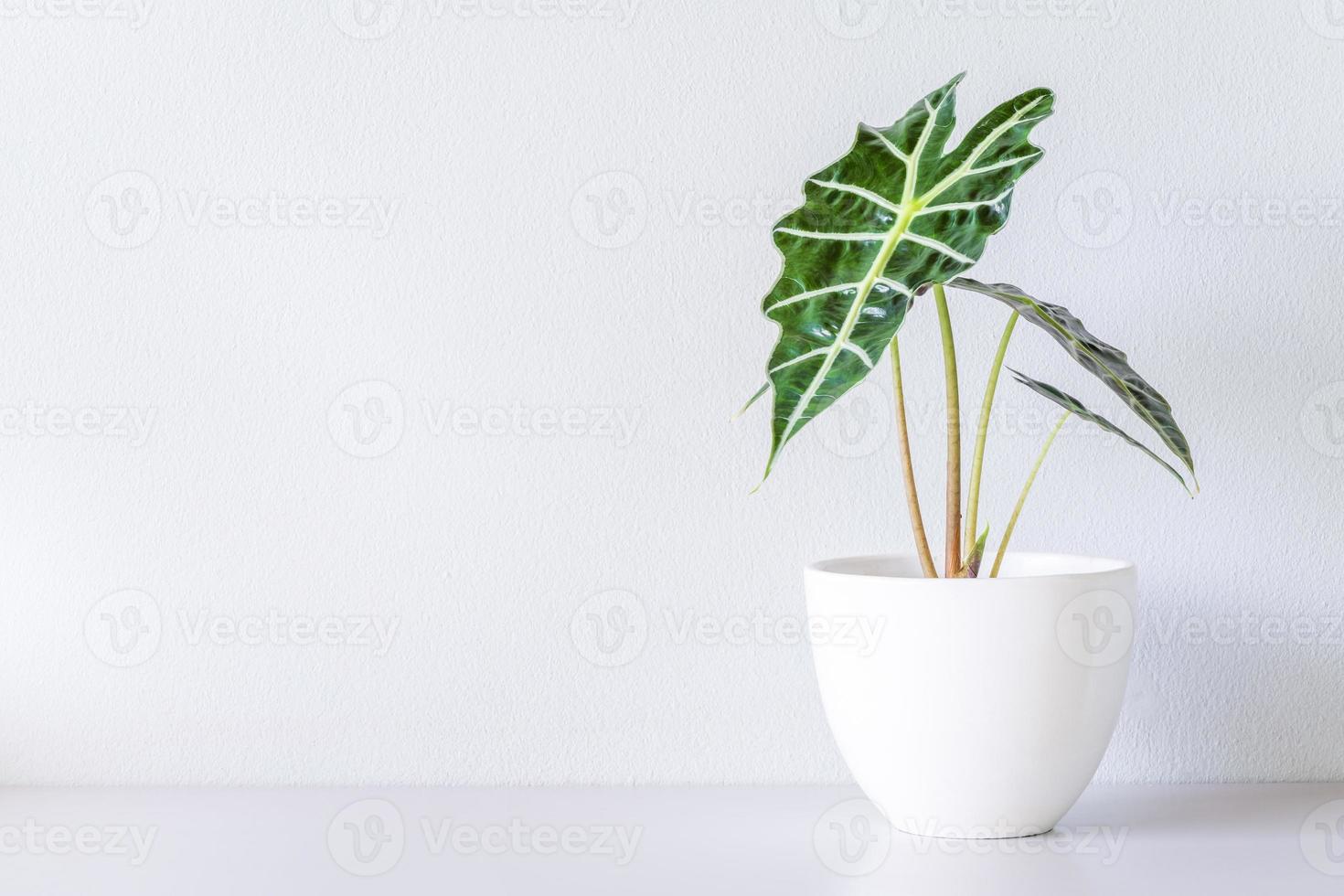 alocasia sanderiana tjur eller alocasia växt i vit keramisk kruka isolerad på vit bakgrund. alocasia sanderiana tjur med stora gröna blad luftrenare växt inomhus, vardagsrum foto