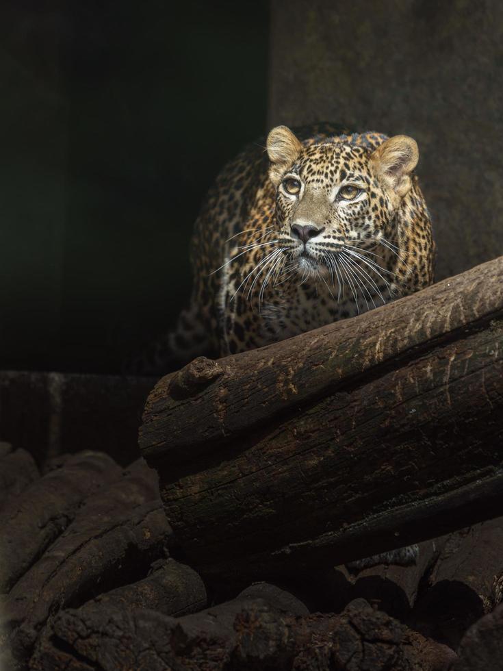 Sri Lanka leopard foto