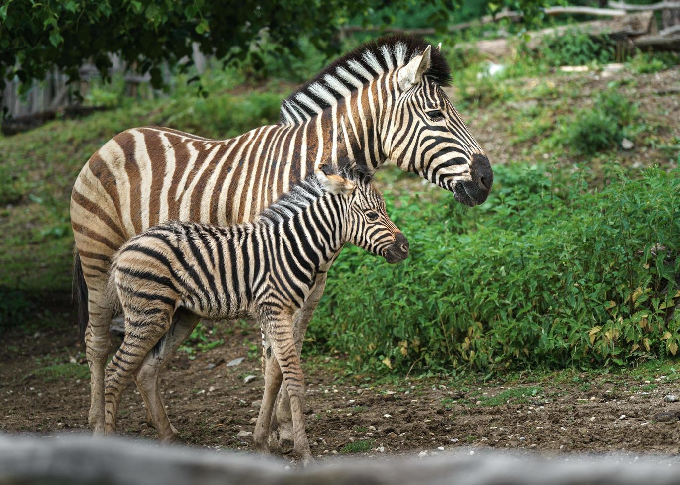 burchells zebra i djurparken foto