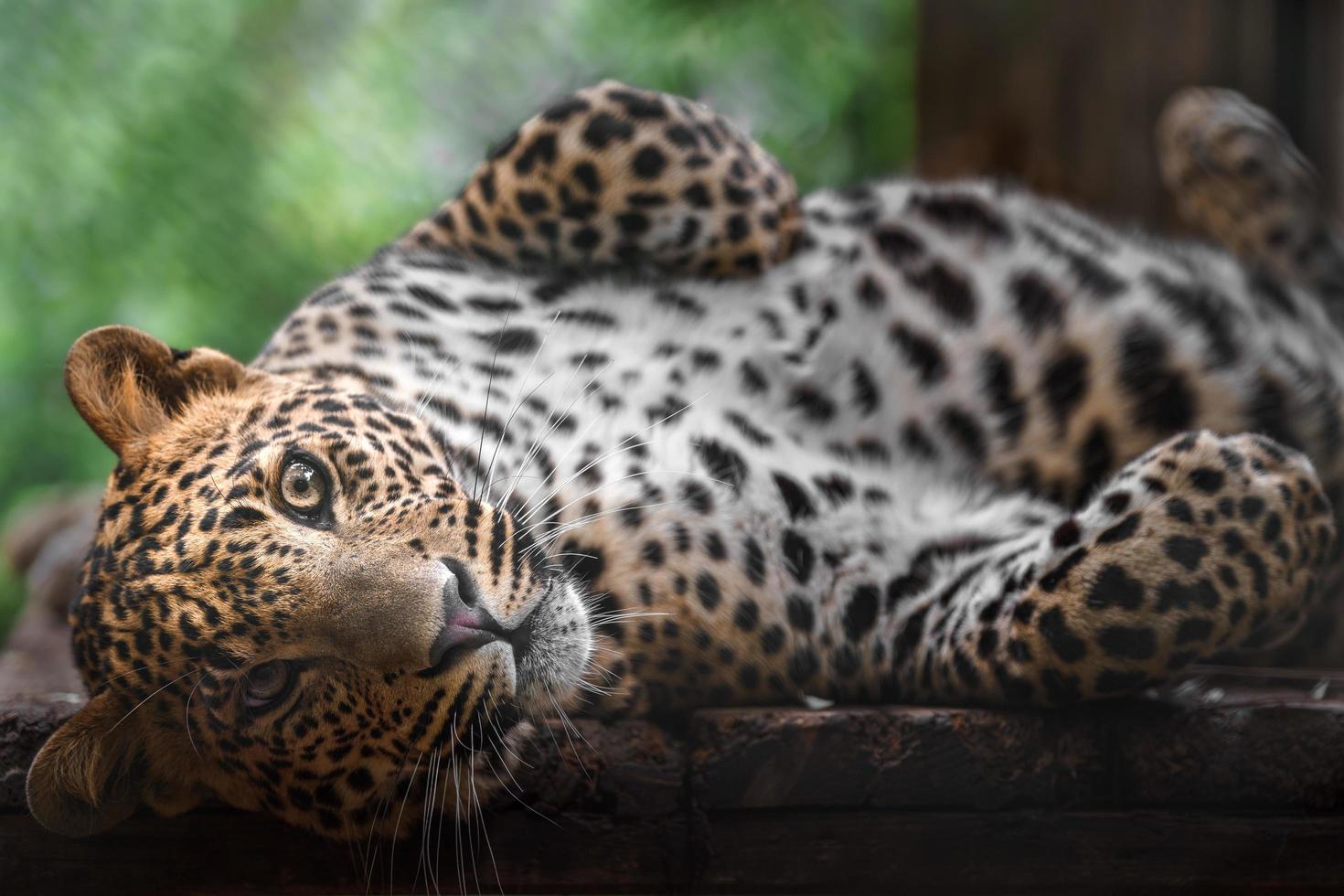 Sri Lanka leopard foto