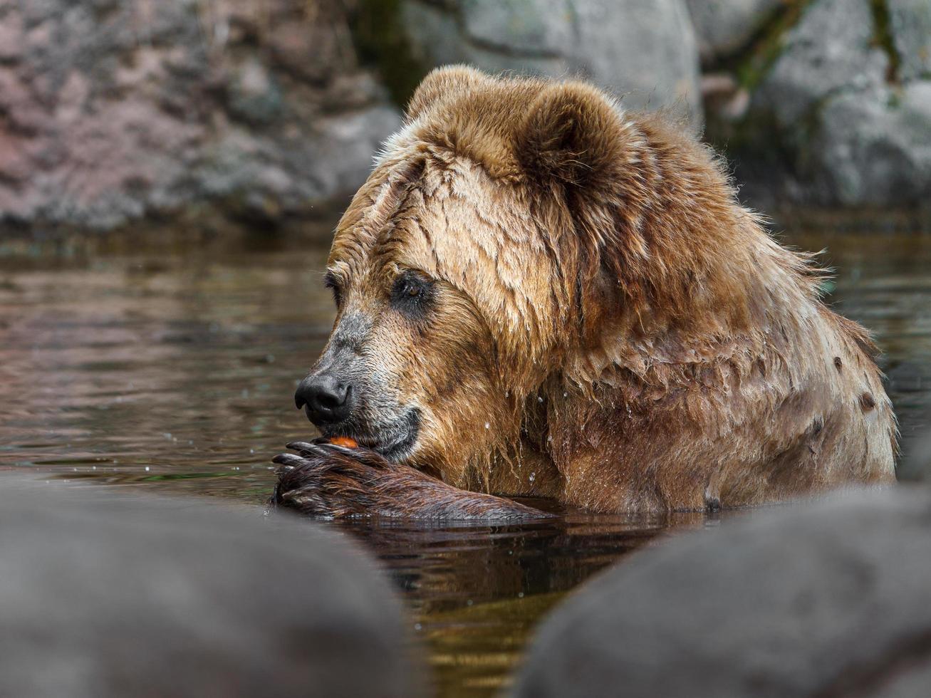 kamchatka brunbjörn foto