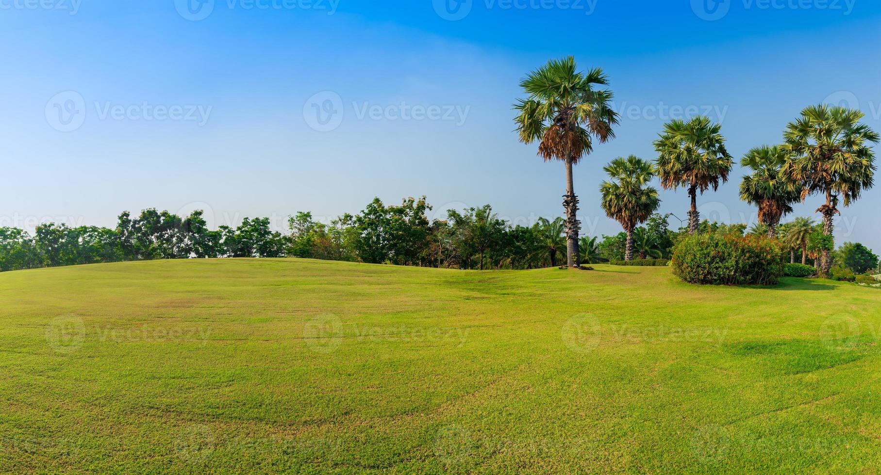 panorama grönt gräs på golffält med palmträd foto