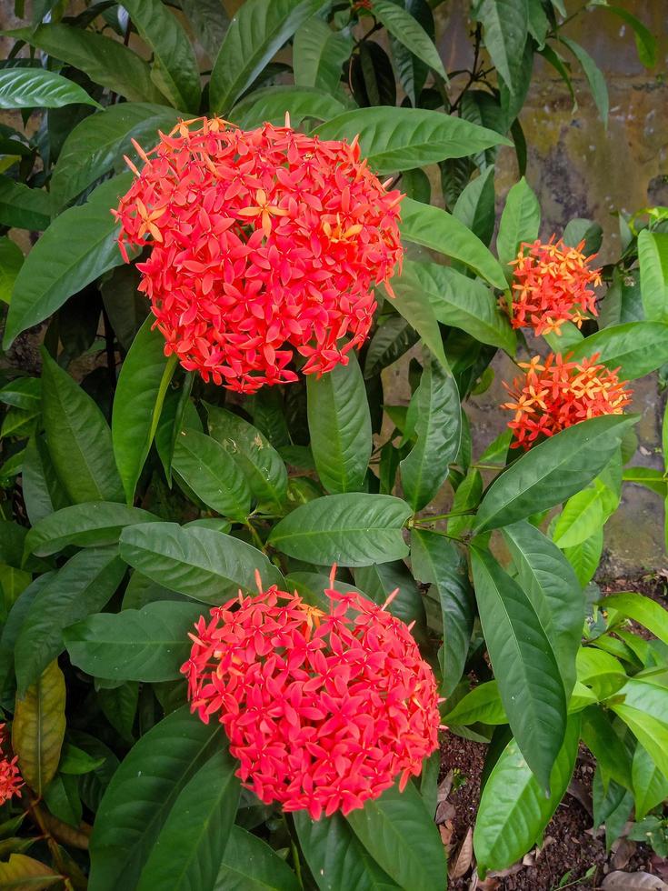 röd ashoka blomma prydnadsväxt foto