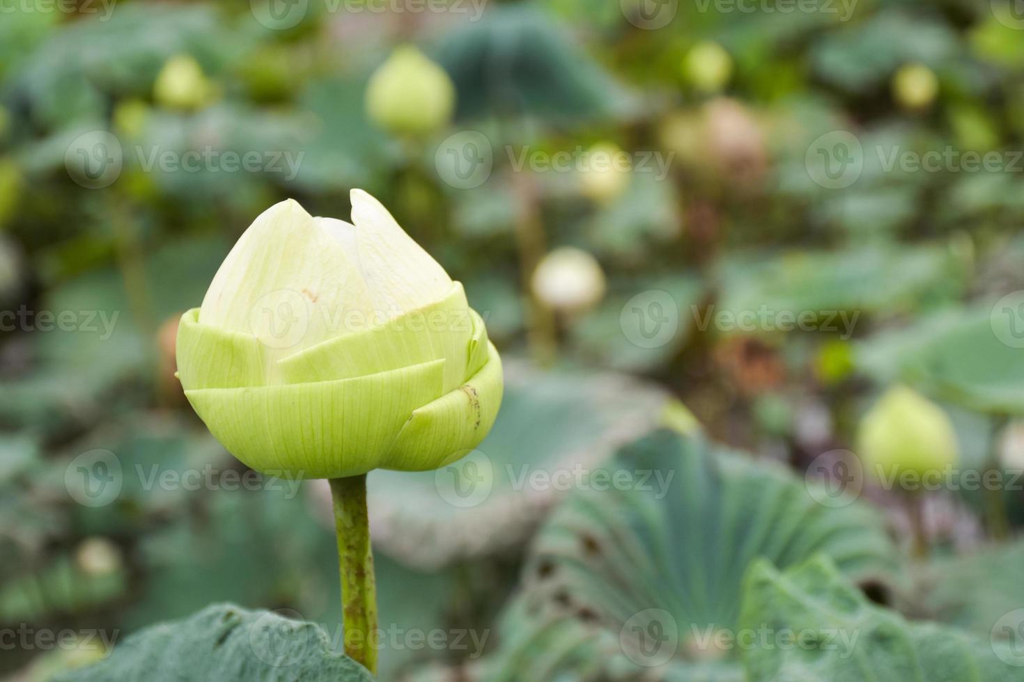 vita lotusblommor, vackra blommande knoppar på en suddig bakgrund i chatuchak parkdamm, bangkok, thailand foto