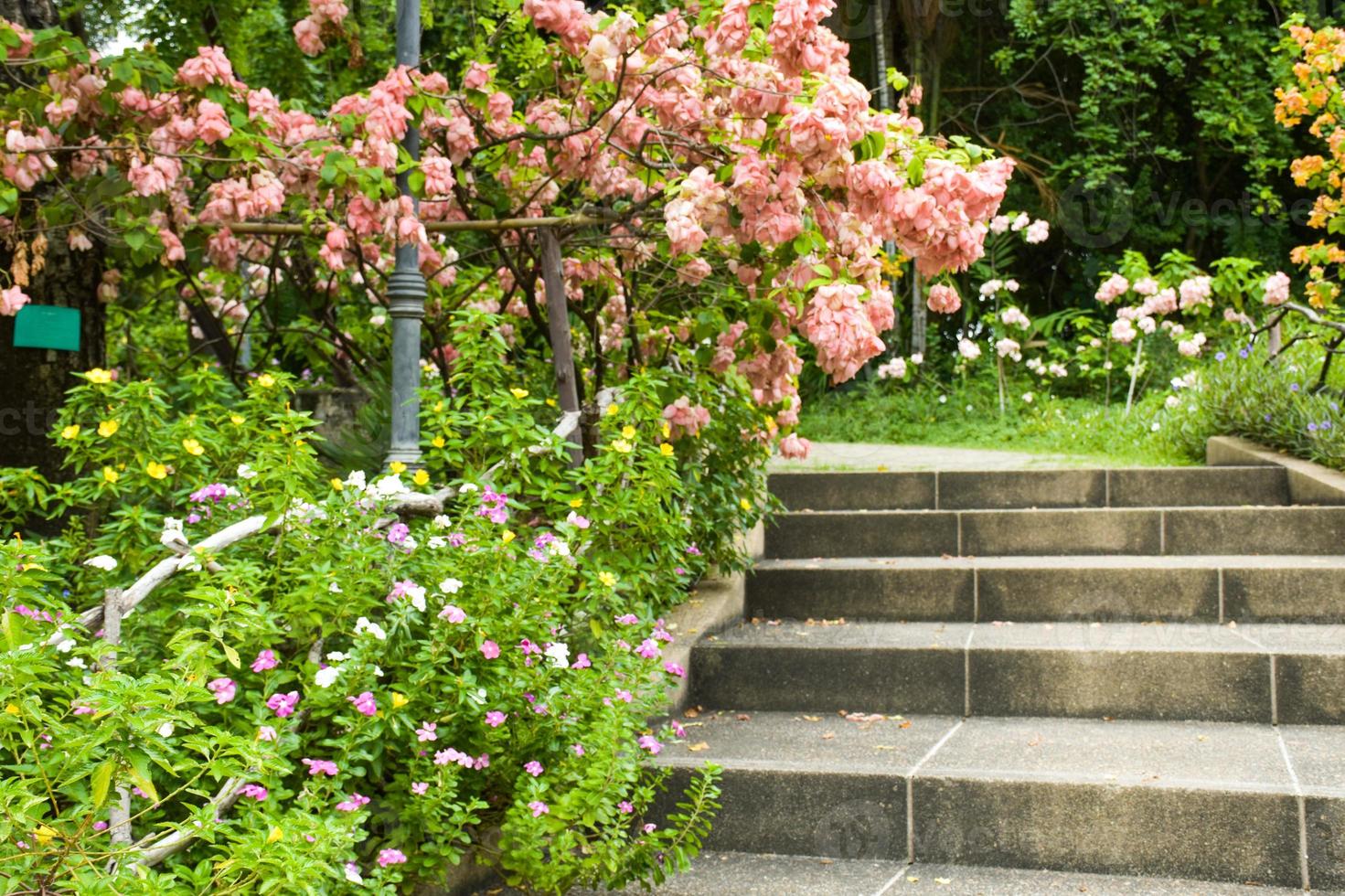 landskap av träd, blommor och trappor i chatuchak park, bangkok, thailand foto