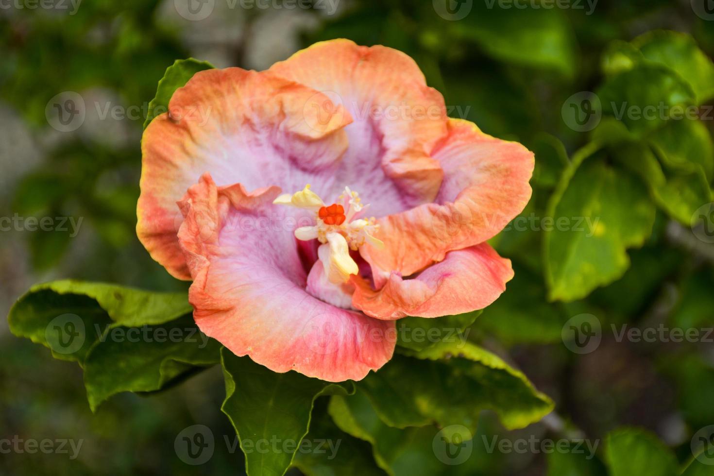 vackra blommande orange hibiskusblad, vattendroppar och bakgrundsbokeh mjukt ljus foto