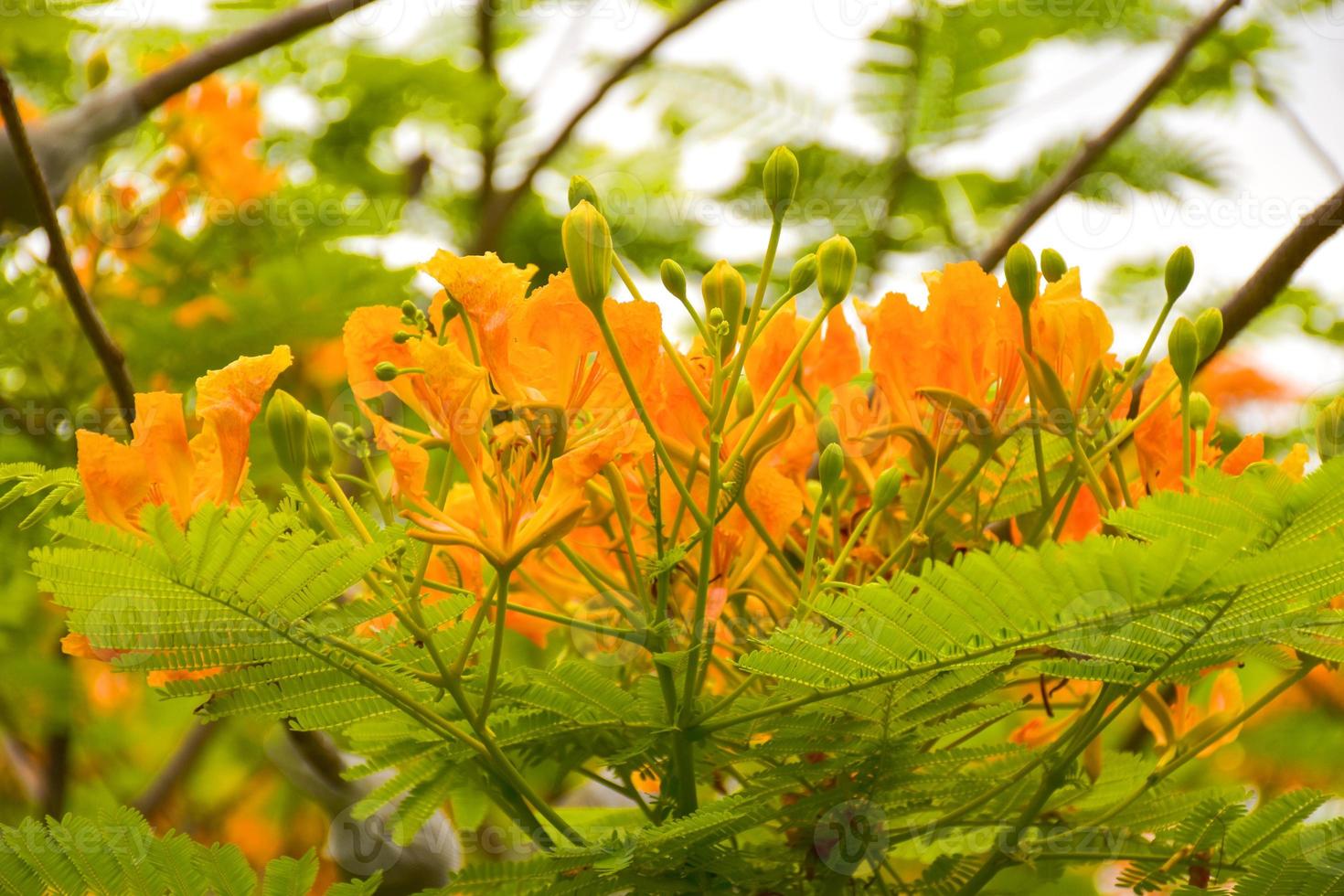 orange påfågel blommor och träd i chatuchak park, bangkok, thailand, naturligt vacker. foto