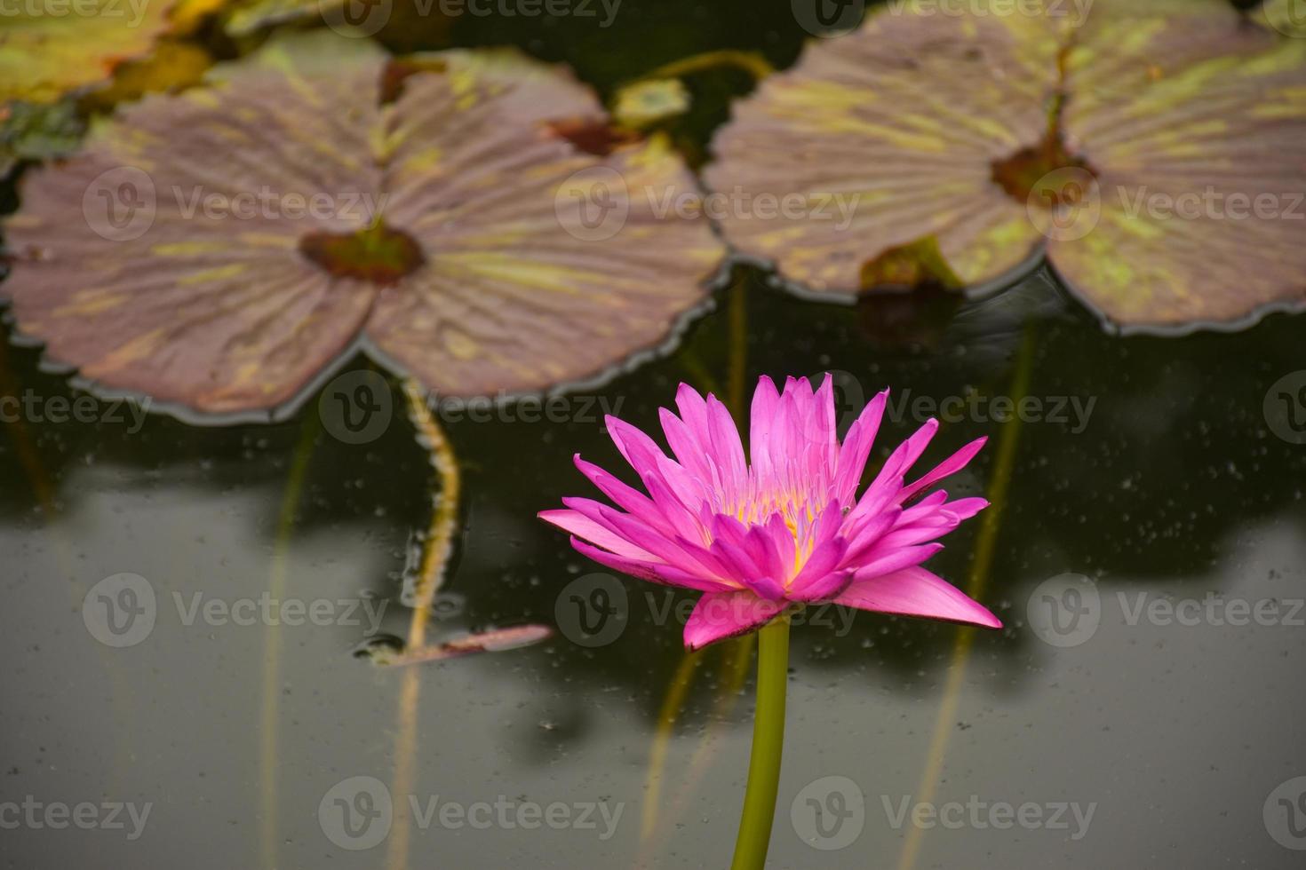 rosa lotusblommor och blad oskärpa mjuk skönhet natur foto
