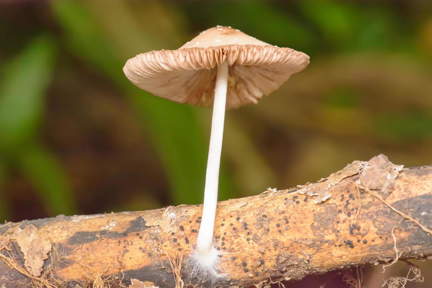 närbild svamp i trädgården på natur bakgrund. foto