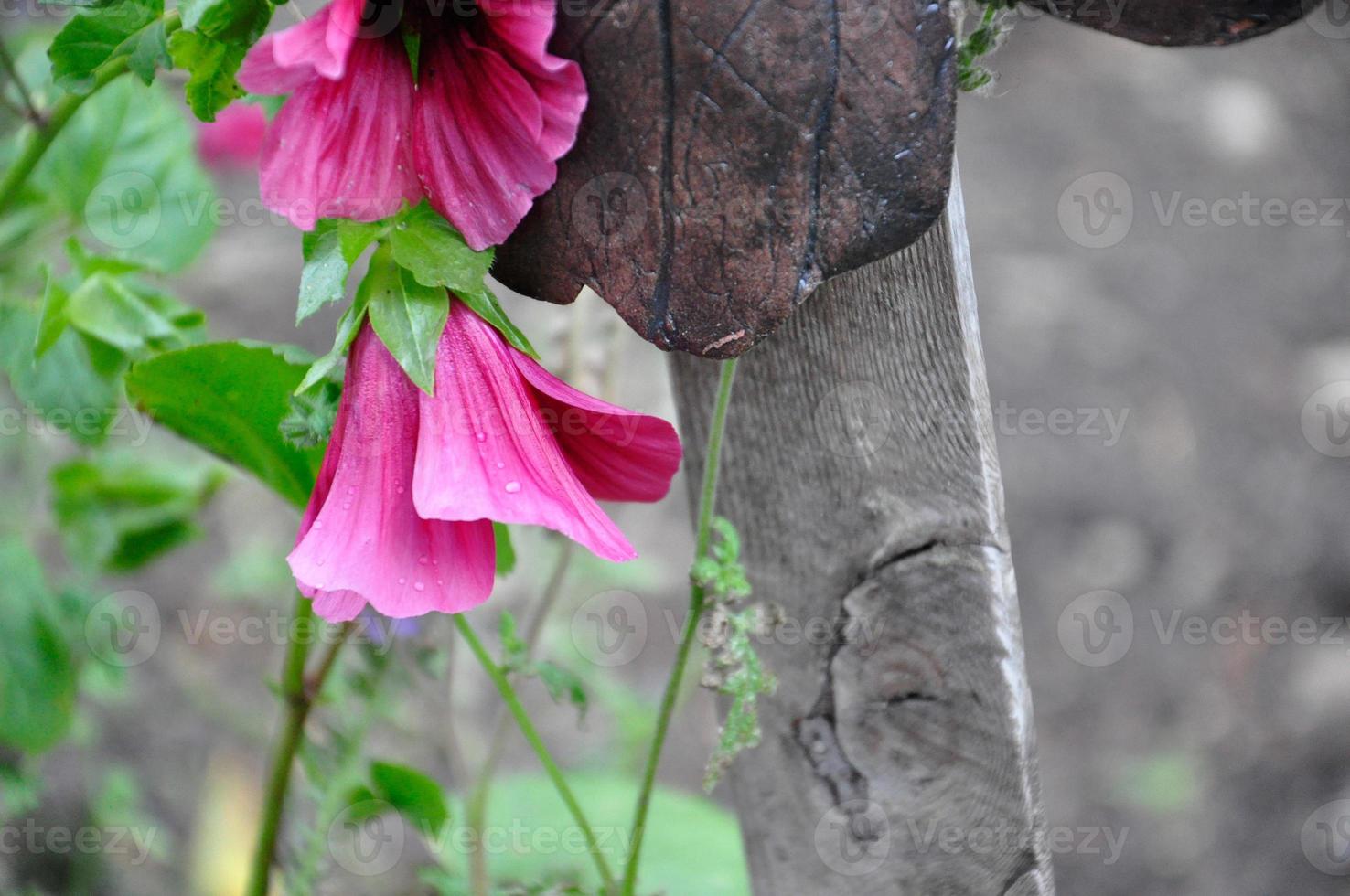 rosa malvablomma med daggdroppar på kronbladen. foto