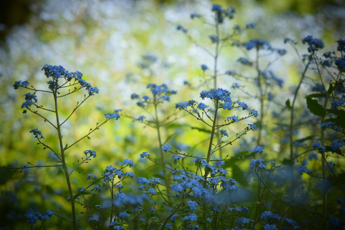 blå vilda blommor på en äng foto